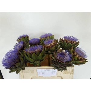CYNARA GROENE V LAON