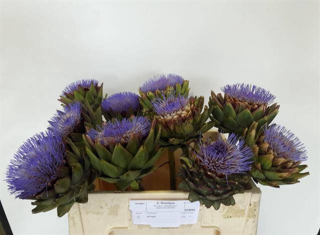<h4>CYNARA GROENE V LAON</h4>