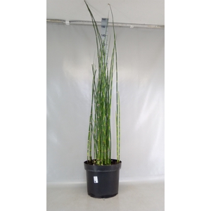 Equisetum hyemale