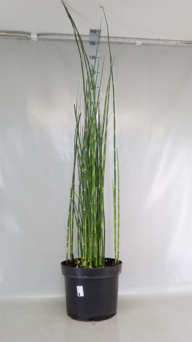 <h4>Equisetum hyemale</h4>
