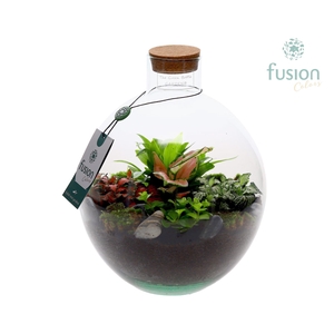 Terrarium Okaido Medium met arrangement 5pp