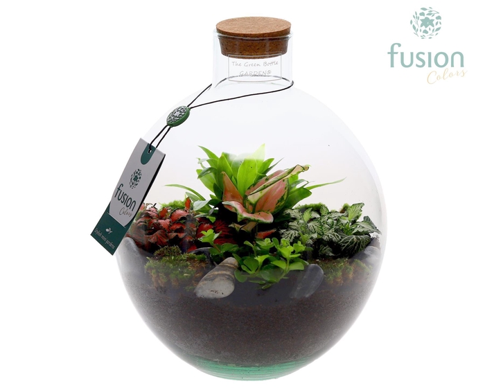 <h4>Terrarium Okaido Medium met arrangement 5pp</h4>