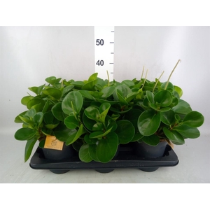 Peperomia obt. 'Green Gold'