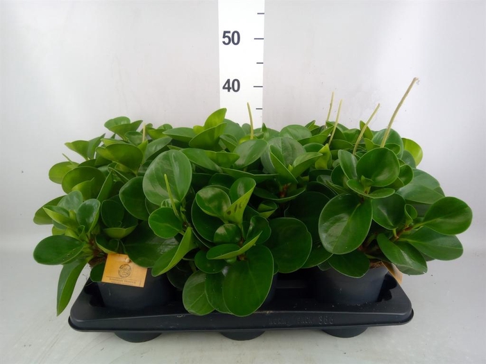 <h4>Peperomia obt. 'Green Gold'</h4>