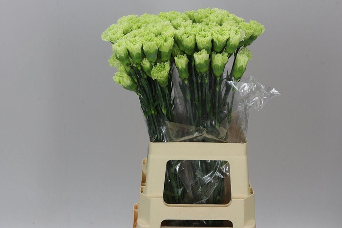 <h4>Di. St Green Box</h4>