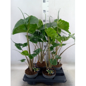 Alocasia macrorrhiza 'Stingray'