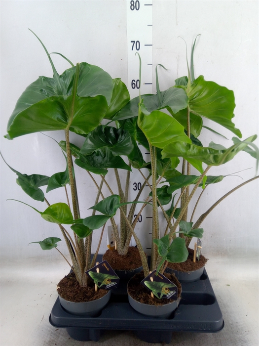 <h4>Alocasia macrorrhiza 'Stingray'</h4>
