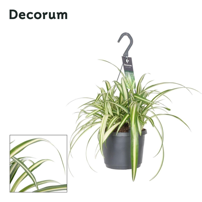 <h4>Chlorophytum comosum 'Variegatum'</h4>