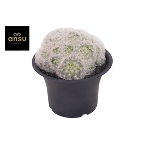 Mammilaria Plumosa XXXL