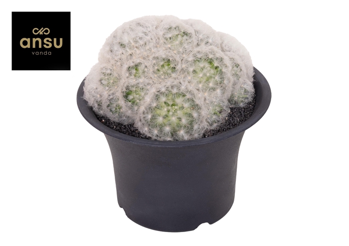 <h4>Mammilaria Plumosa XXXL</h4>
