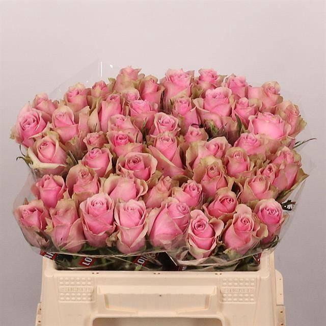 <h4>R GR ATHENA ROYALE</h4>