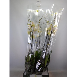 Phalaenopsis   ...white