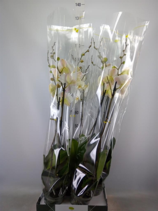 <h4>Phalaenopsis ...white</h4>