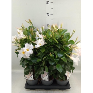 Mandevilla am. 'Diaman Jade White'