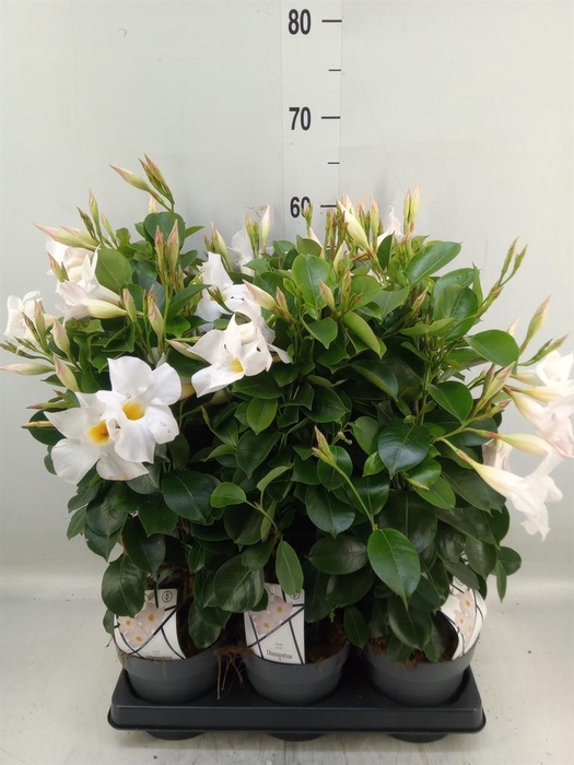 <h4>Mandevilla am. 'Diaman Jade White'</h4>