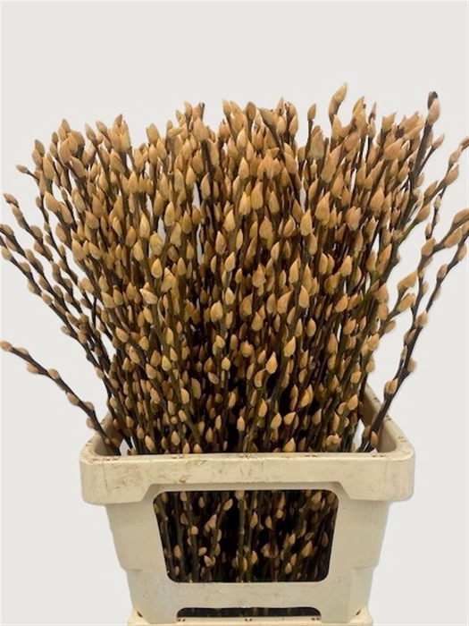 <h4>Salix Wilgenkatjes Salmon 70cm P Stem</h4>