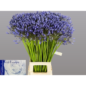 AGAP BLUE GIANT