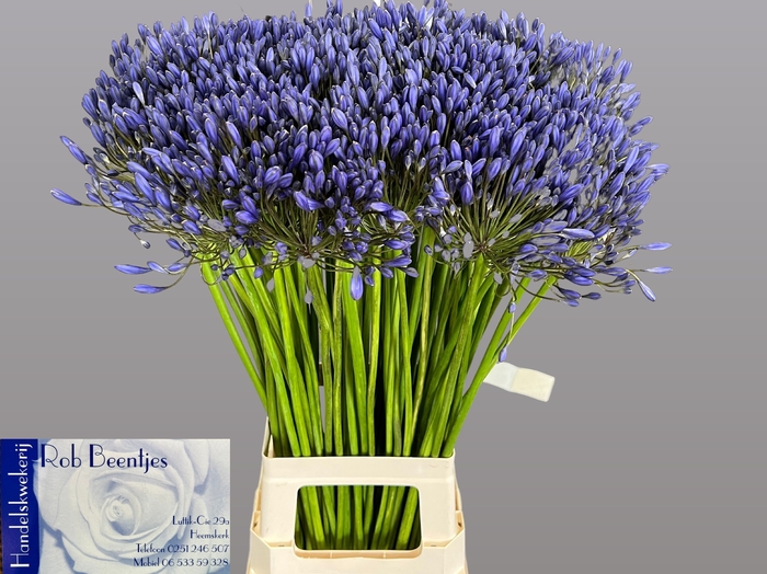 <h4>Agapanthus Blue Giant Beentjes</h4>