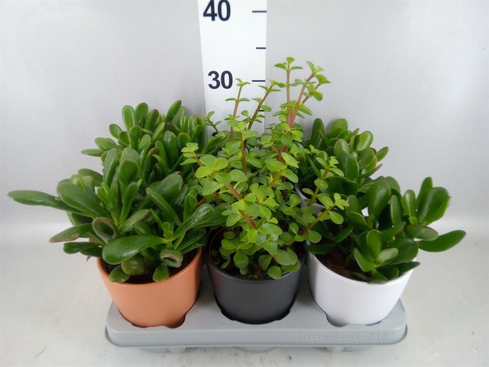 <h4>Succulents   ...</h4>
