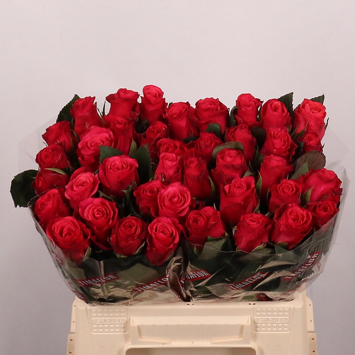 <h4>R GR TACAZZI+</h4>