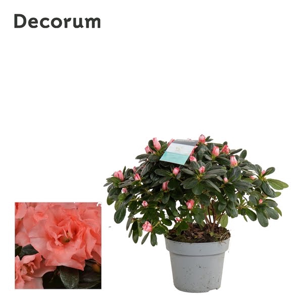 <h4>Azalea 13 cm Zalm - Decorum</h4>