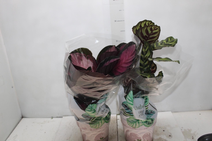 <h4>CALATHEA P17 VARIADO</h4>