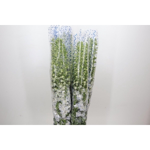 Delph Du Centurion White