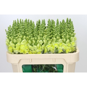 Antirrhinum Opus Yellow