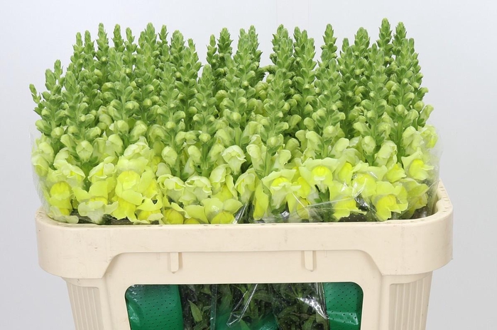 <h4>Antirrhinum Opus Yellow</h4>