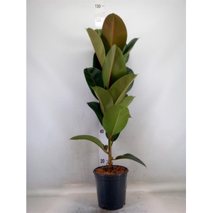 Ficus elastica 'Robusta'