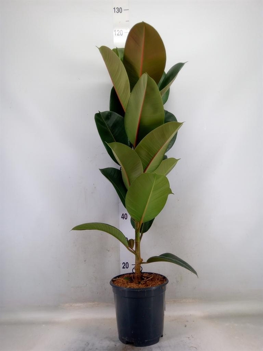 <h4>Ficus elastica 'Robusta'</h4>