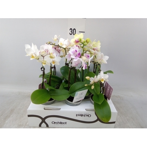 Phalaenopsis   ...mini