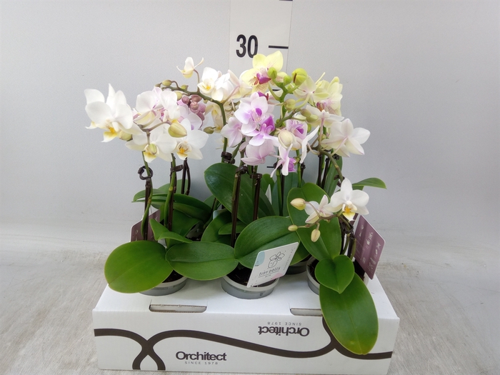<h4>Phalaenopsis   ...mini</h4>