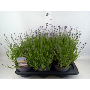 Lavandula angus. 'Essence Pure'