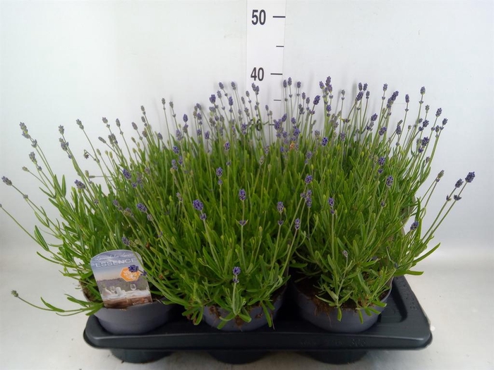 <h4>Lavandula angus. 'Essence Pure'</h4>