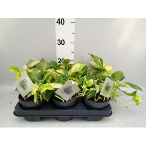 Epipremnum   ...