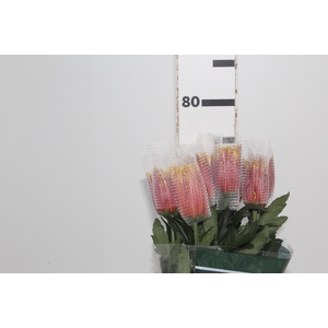 ANASTASIA CHISPA 080 CM BICOLOR