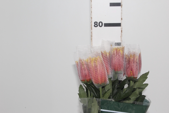 <h4>ANASTASIA CHISPA 080 CM BICOLOR</h4>