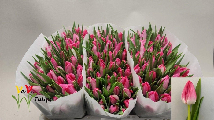 <h4>TU EN JOELLE</h4>