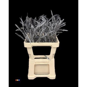 Grevillea Ivanhoe Metallic Black