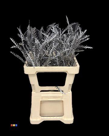 <h4>Grevillea Ivanhoe Metallic Black</h4>