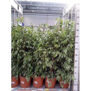 Ficus benja. 'Golden King'