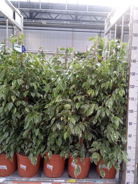 <h4>Ficus benja. 'Golden King'</h4>