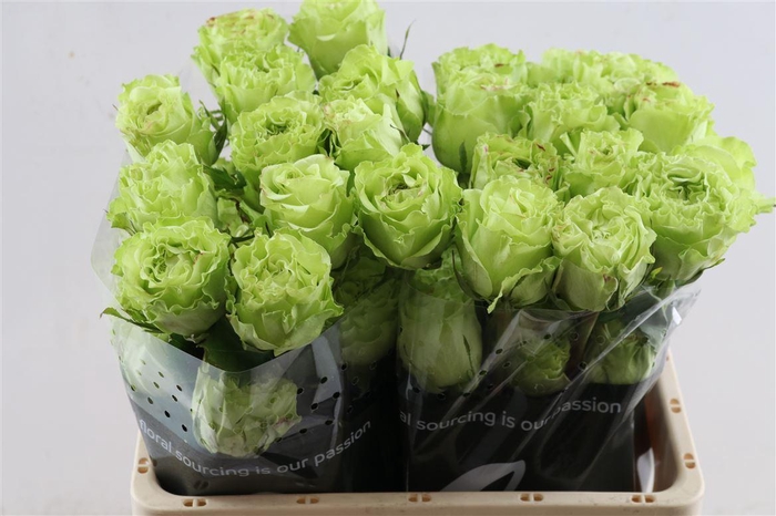 <h4>R Gr Supergreen</h4>