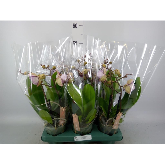 <h4>Phalaenopsis ...red</h4>