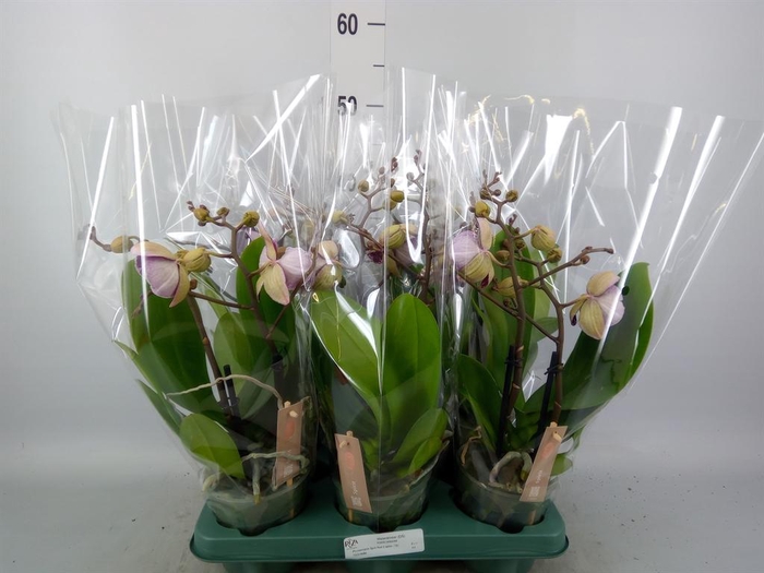 <h4>Phalaenopsis   ...red</h4>