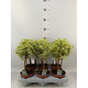 Myrtus communis 'Variegata'