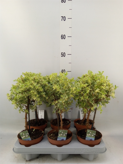 <h4>Myrtus communis 'Variegata'</h4>