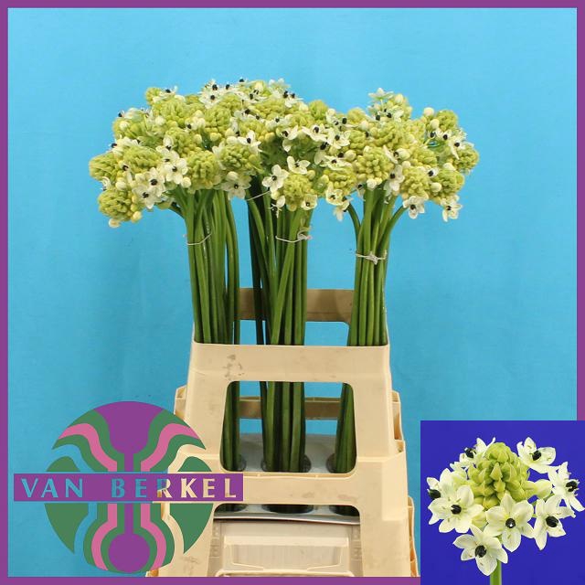 <h4>ORNIT SAUNDERSIAE</h4>