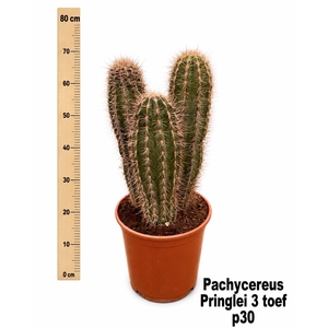 PACHYCEREUS PRINGLEI